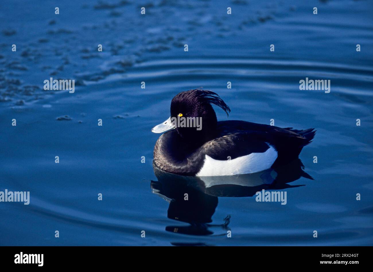 Canard touffeté (Aythya fuligula), drake en plumage de reproduction sur l'eau, canard touffeté drake en plumage de reproduction sur l'eau Banque D'Images