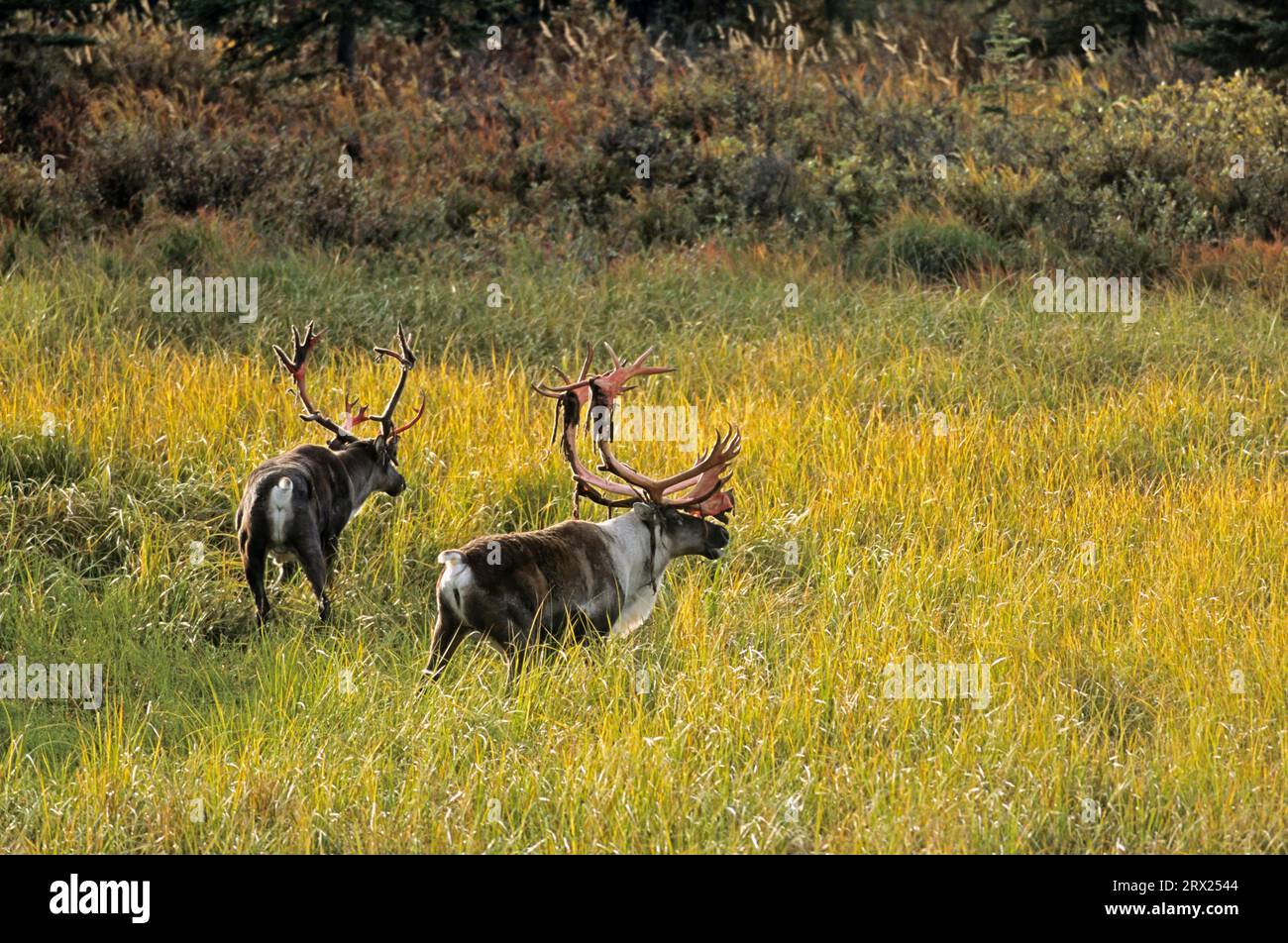 Renne (Rangifer tarandus) dans la toundra automnale (Caribou d'Alaska), caribous taureau debout dans la toundra automnale (caribou de Porcupine) (Grants Banque D'Images