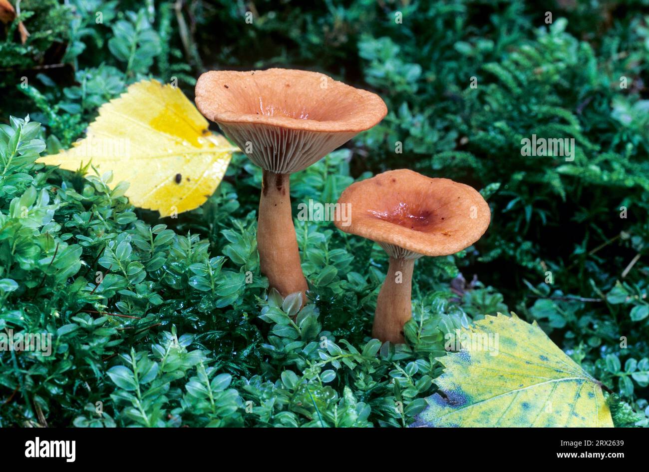 Flatter-Milchling (Lactarius) pousse souvent sous les bouleaux (Flatter-Reizker) (plus doux Schwefelmilchling), Birch Milkcap pousse souvent sous les bouleaux tabidus Banque D'Images