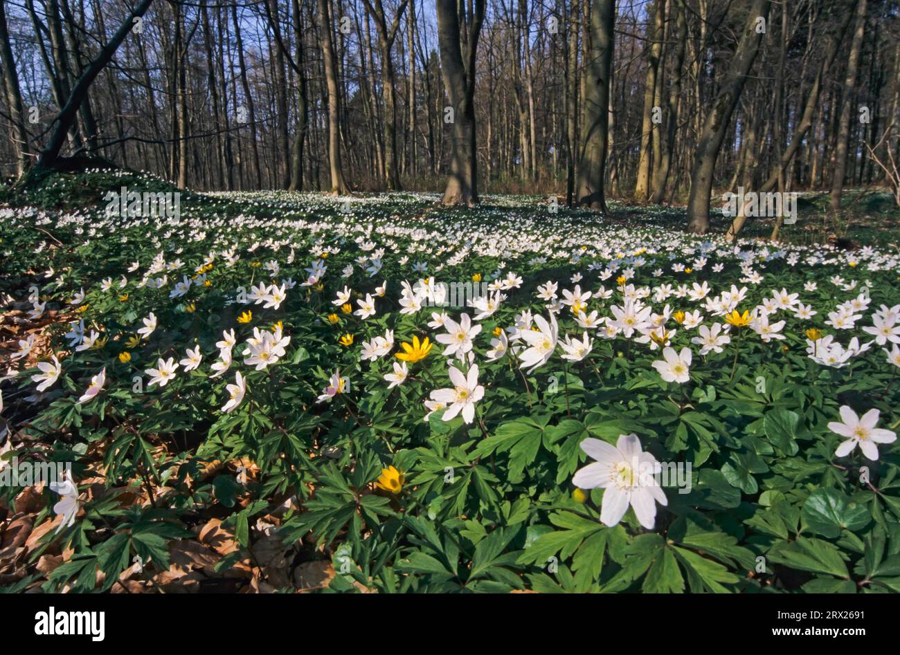 L'anémone des bois (Anemone nemorosa) forme parfois de grands tapis fleuris dans les forêts feuillues de feuillus (Hexenbluemchen), l'anémone des bois est un début de printemps Banque D'Images