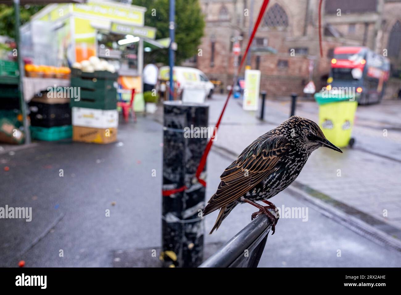 Des étourdissements attendent de ramasser des morceaux de nourriture à l'Open Market dans le centre-ville le 21 septembre 2023 à Birmingham, Royaume-Uni. Un grand nombre de ces oiseaux opportunistes se rassemblent ici où il y a de la nourriture abondante à récupérer. Banque D'Images