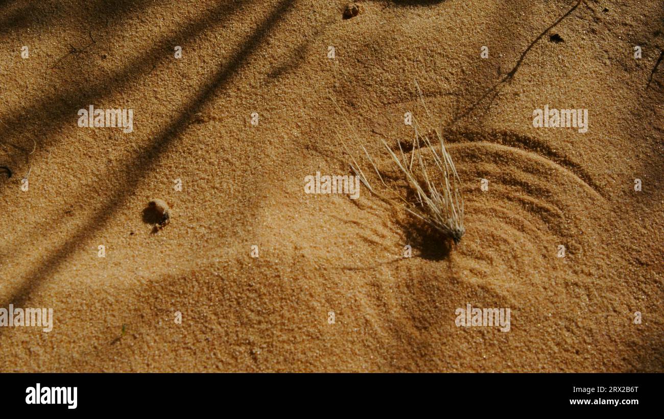 Le vent a balayé l'herbe grinçant les cercles de rayures, Scharrkreise, et planter des arcs dans le sable du désert par une journée venteuse dans le mojave. Banque D'Images