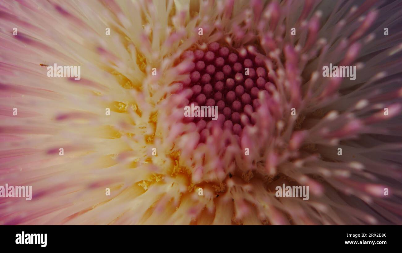 Nouveau-Mexique Chardon avec un insecte thrips solitaire en pleine floraison après les pluies de printemps dans le désert de Sonora. Une étude macro. Banque D'Images