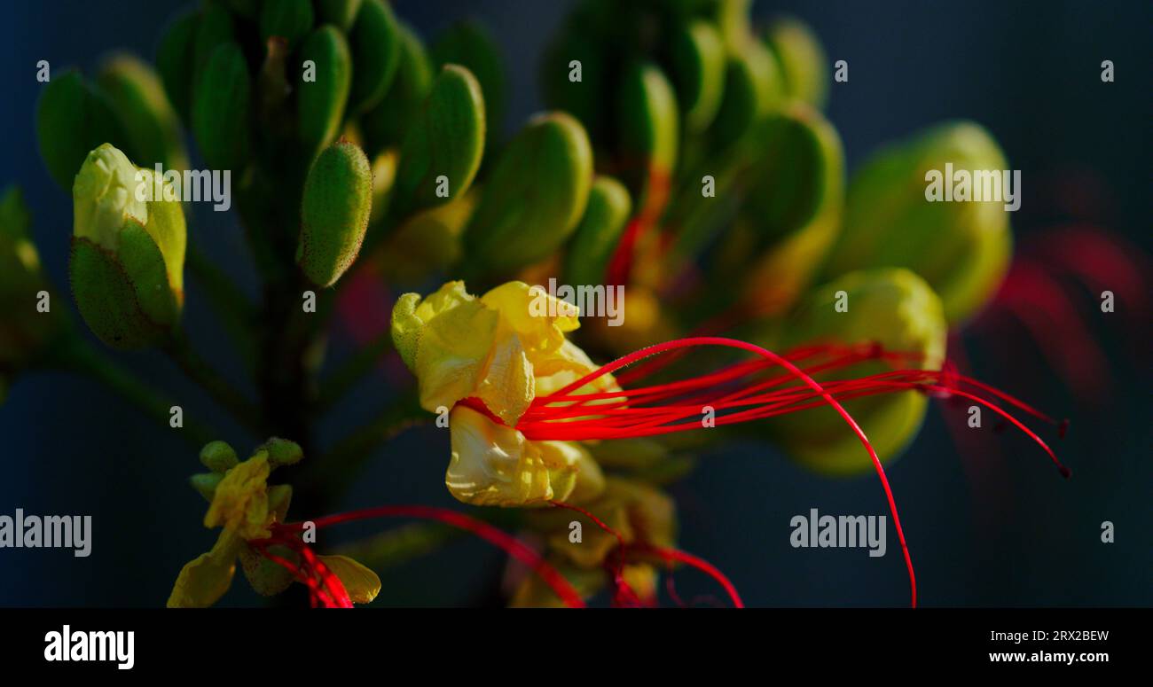 Yellow Bird of Paradise, un arbuste à feuilles persistantes d'une beauté frappante, aux fleurs brillantes et fluorescentes et aux étamines rouges sanguines saillantes. Banque D'Images