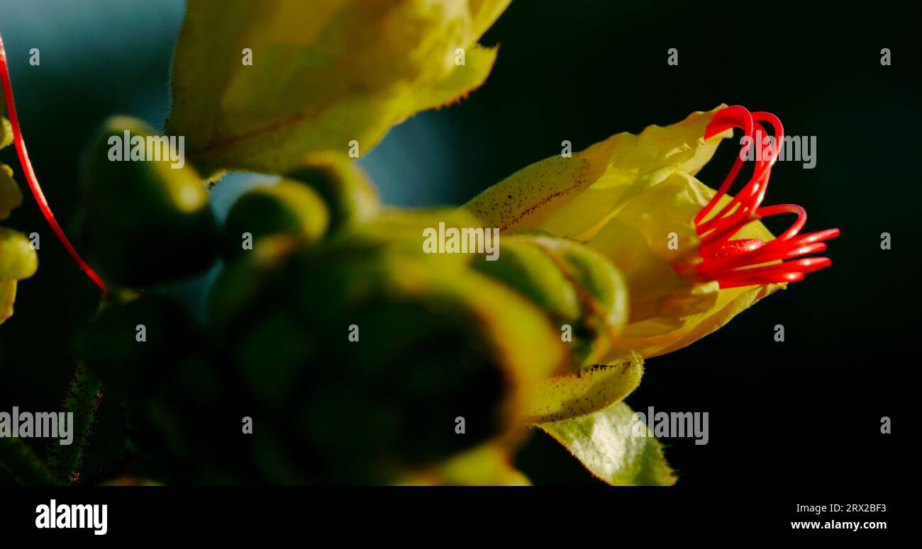 Yellow Bird of Paradise avec une fleur soigneusement enroulée d'étamines rouges cramoisi prête à être payée à partir de sa fleur fluorescente vert citron. Banque D'Images