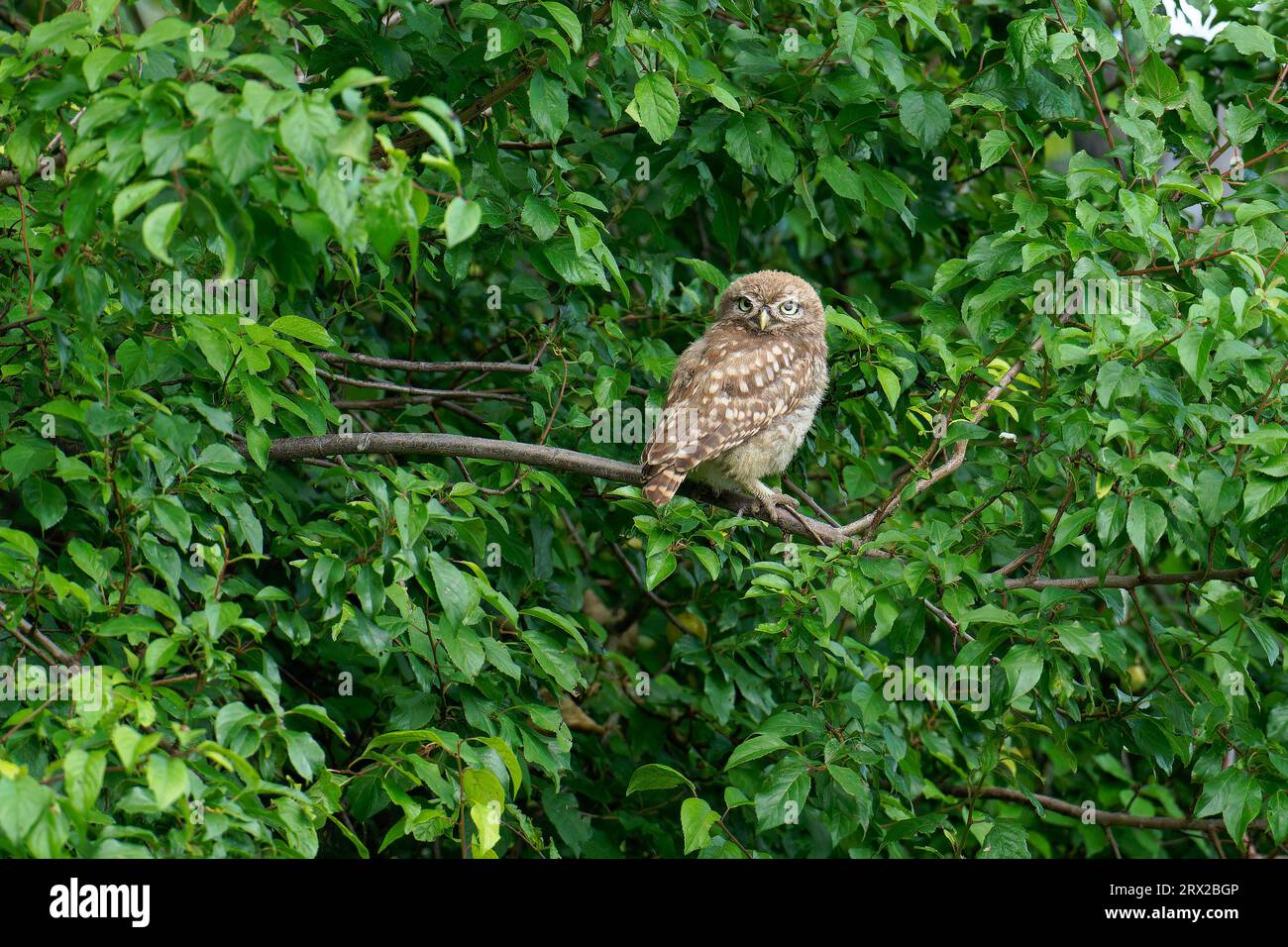 Little Owl naissant -Athene noctua perché dans l'arbre. Banque D'Images