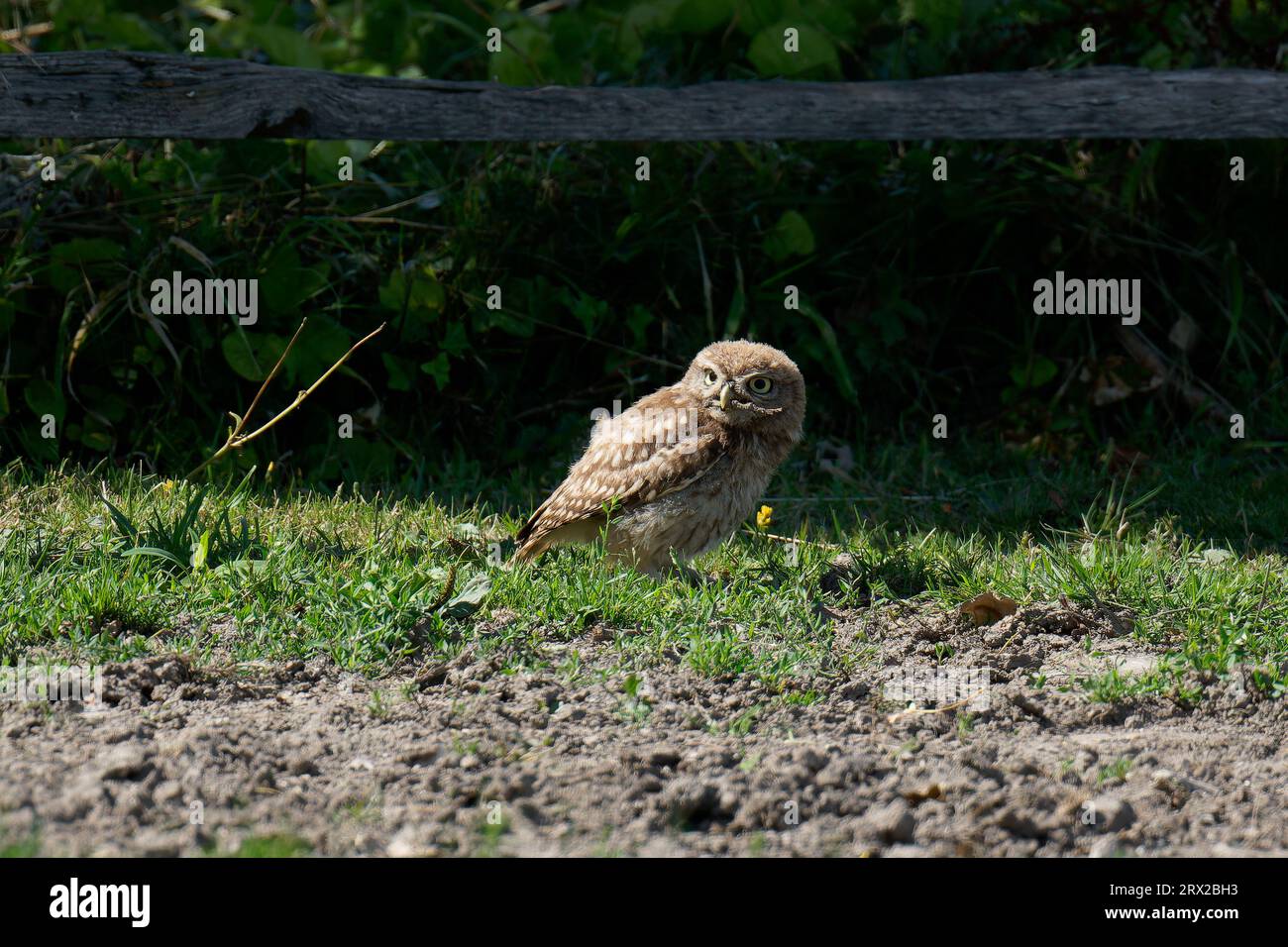 Little Owl naissant -Athene noctua. Banque D'Images