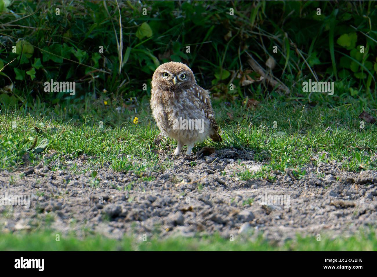 Little Owl naissant -Athene noctua. Banque D'Images