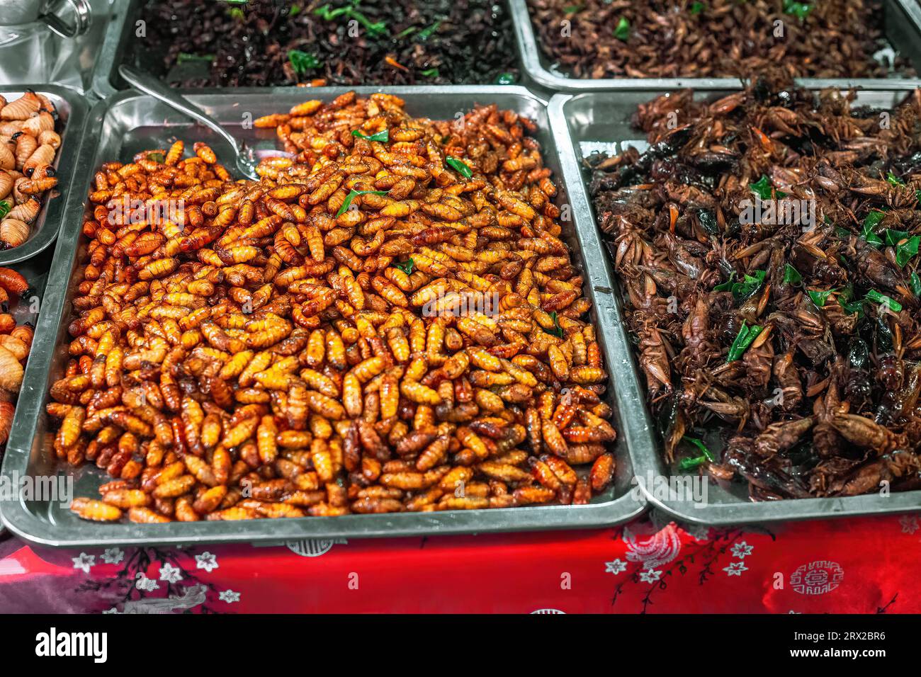 Vers à soie épicés frits et insectes au marché nocturne. Insectes rôtis et insectes en vente au comptoir en Asie. Repas de larve naturel exotique vendant i Banque D'Images