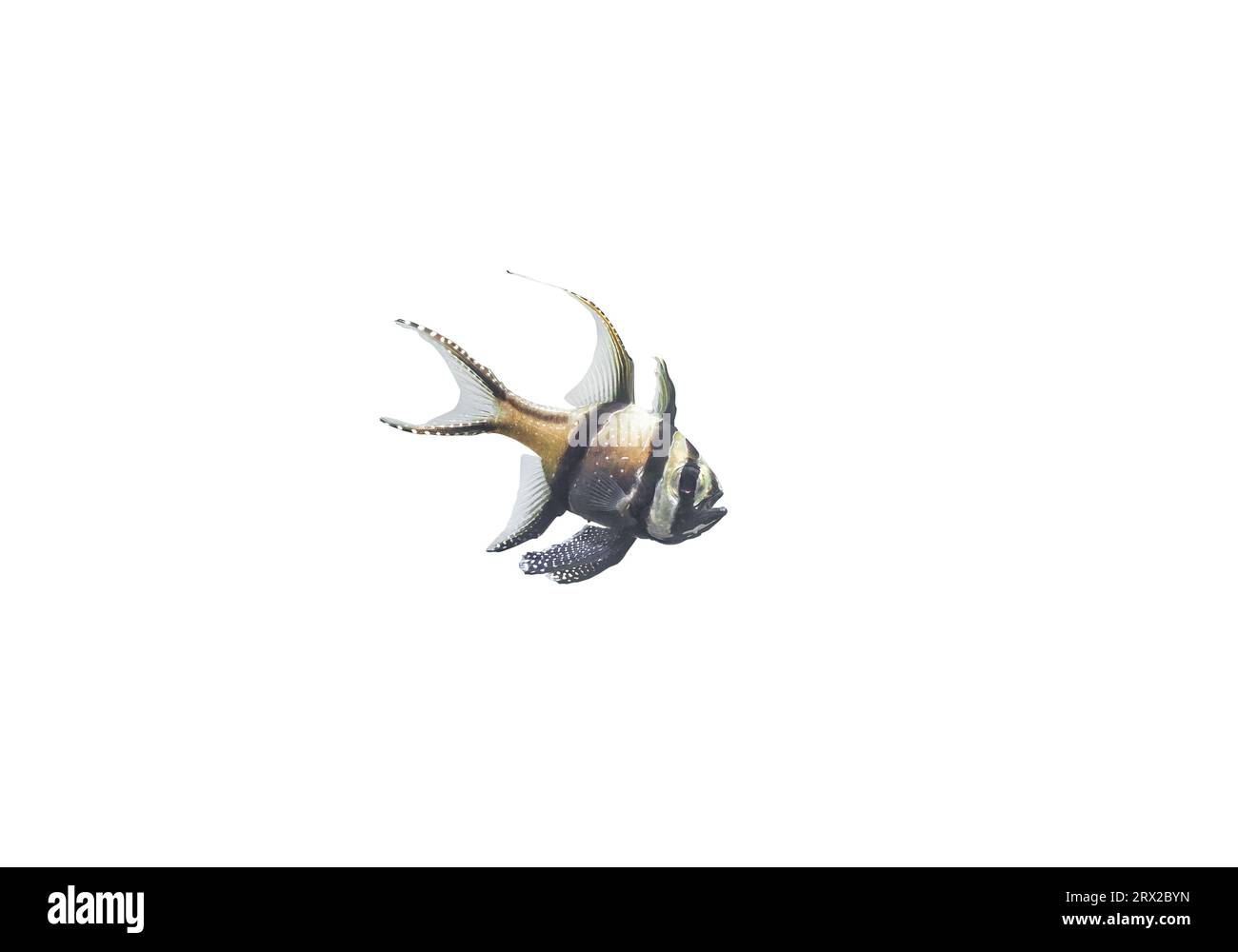 Banggai cardinalfish isolé sur fond blanc. Poisson tropical Pterapogon kauderni avec une longue icône de découpe de natation de nageoire. Rayé mignon petite eau salée Banque D'Images