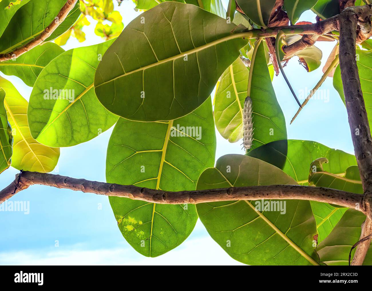 Attacus atlas Butterfly Grande chenille rampant sur l'amandier tropical. Terminalia catappa feuilles vertes et ver par ciel bleu Banque D'Images