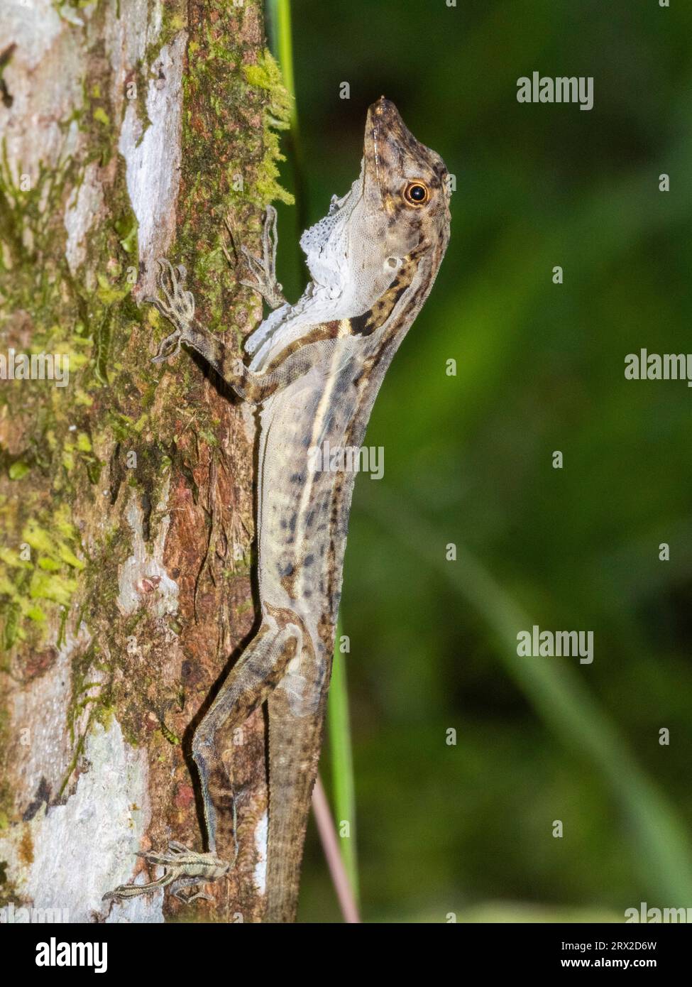 Anole de bordure adulte (Anolis limifrons) se déversant dans un arbre à Playa Blanca, Costa Rica, Amérique centrale Banque D'Images