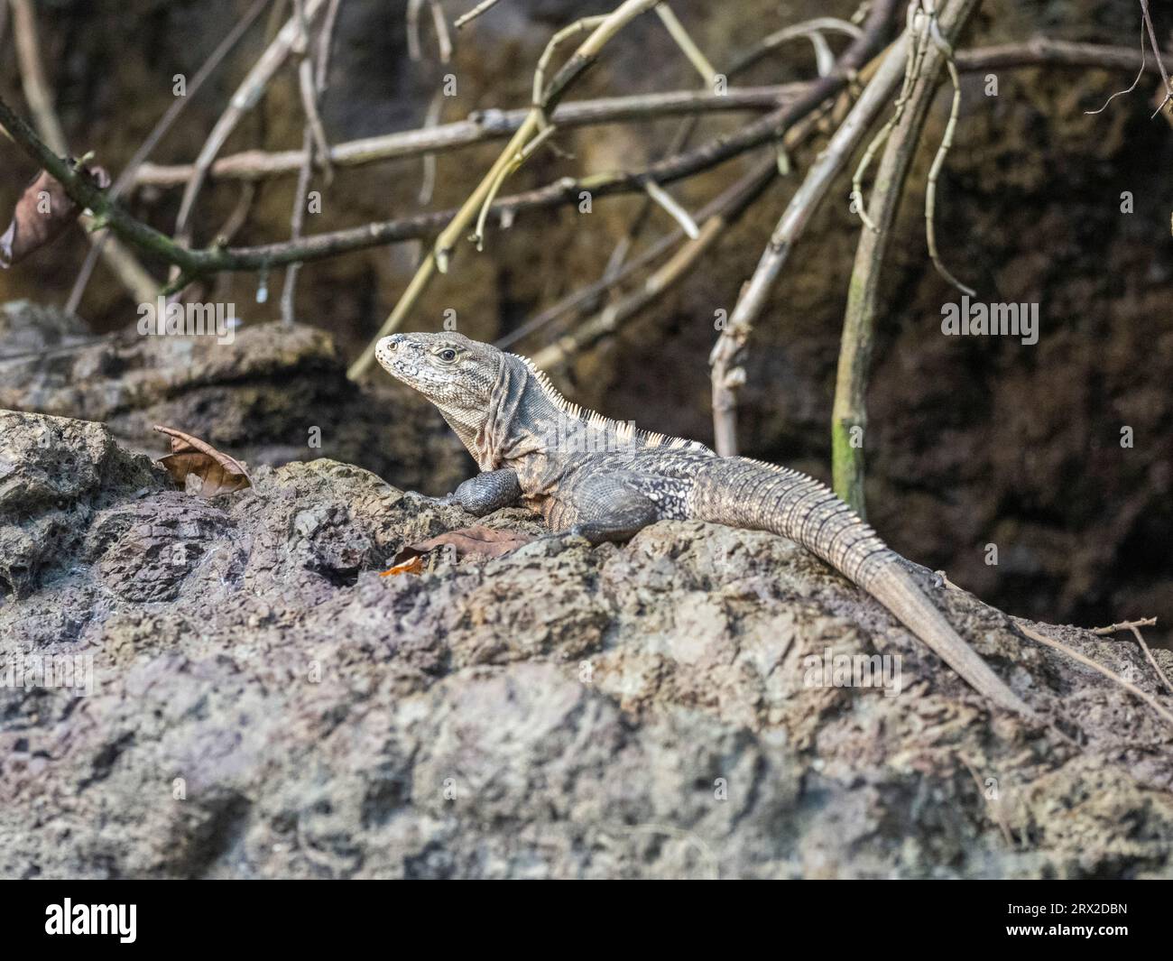 Un iguane adulte à queue épineuse noire (Ctenosaura similis) se prélasse au soleil, Caletas, Costa Rica, Amérique centrale Banque D'Images