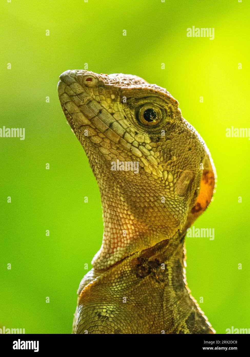 Basilique commun mâle juvénile (Basiliscus basiliscus) sur un arbre près d'un ruisseau à Caletas, Costa Rica, Amérique centrale Banque D'Images