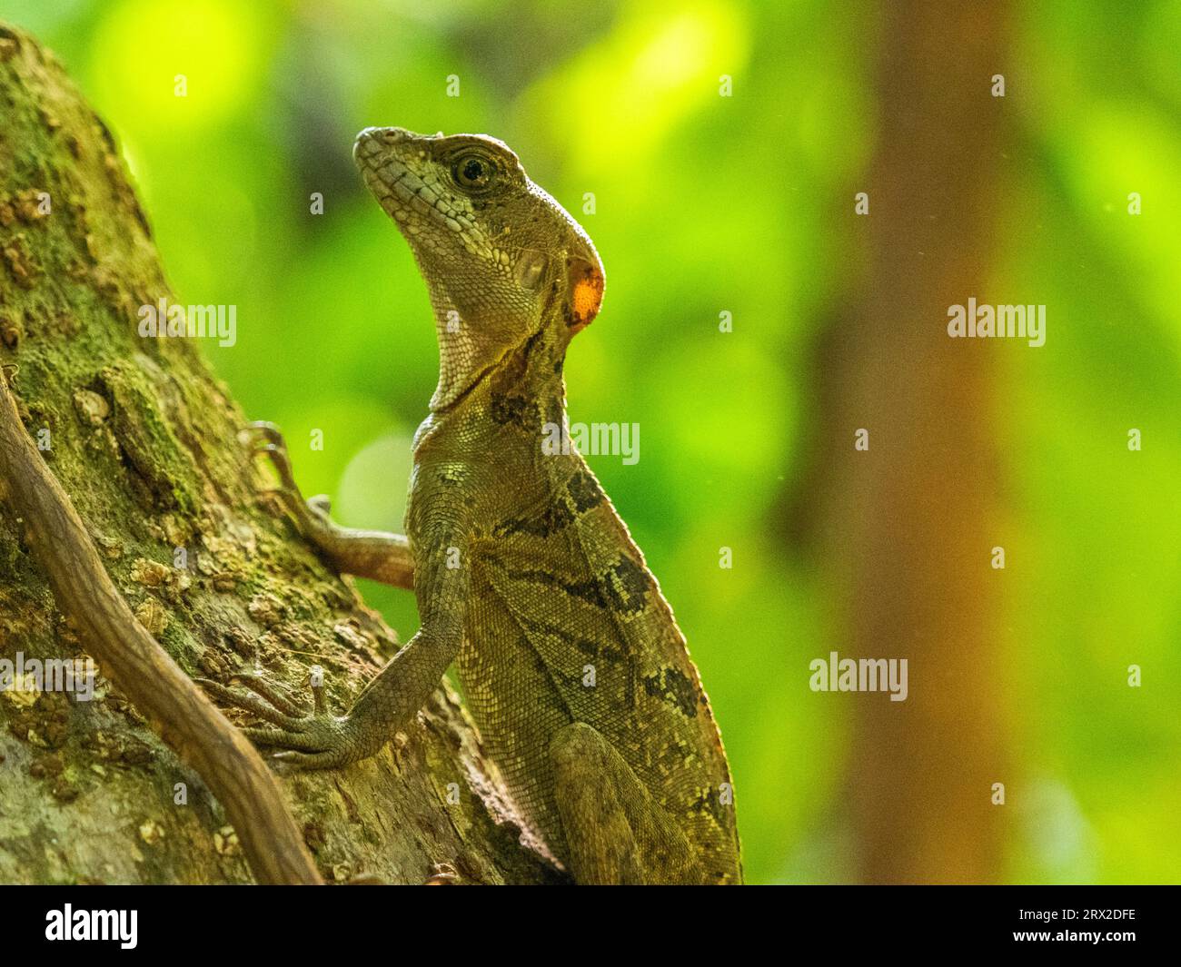 Basilique commun mâle juvénile (Basiliscus basiliscus) sur un arbre près d'un ruisseau à Caletas, Costa Rica, Amérique centrale Banque D'Images