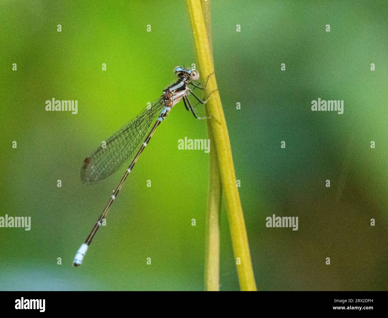 Une danseuse violette adulte (Argia pulla) perchée dans un arbre à Playa Blanca, Costa Rica, Amérique centrale Banque D'Images