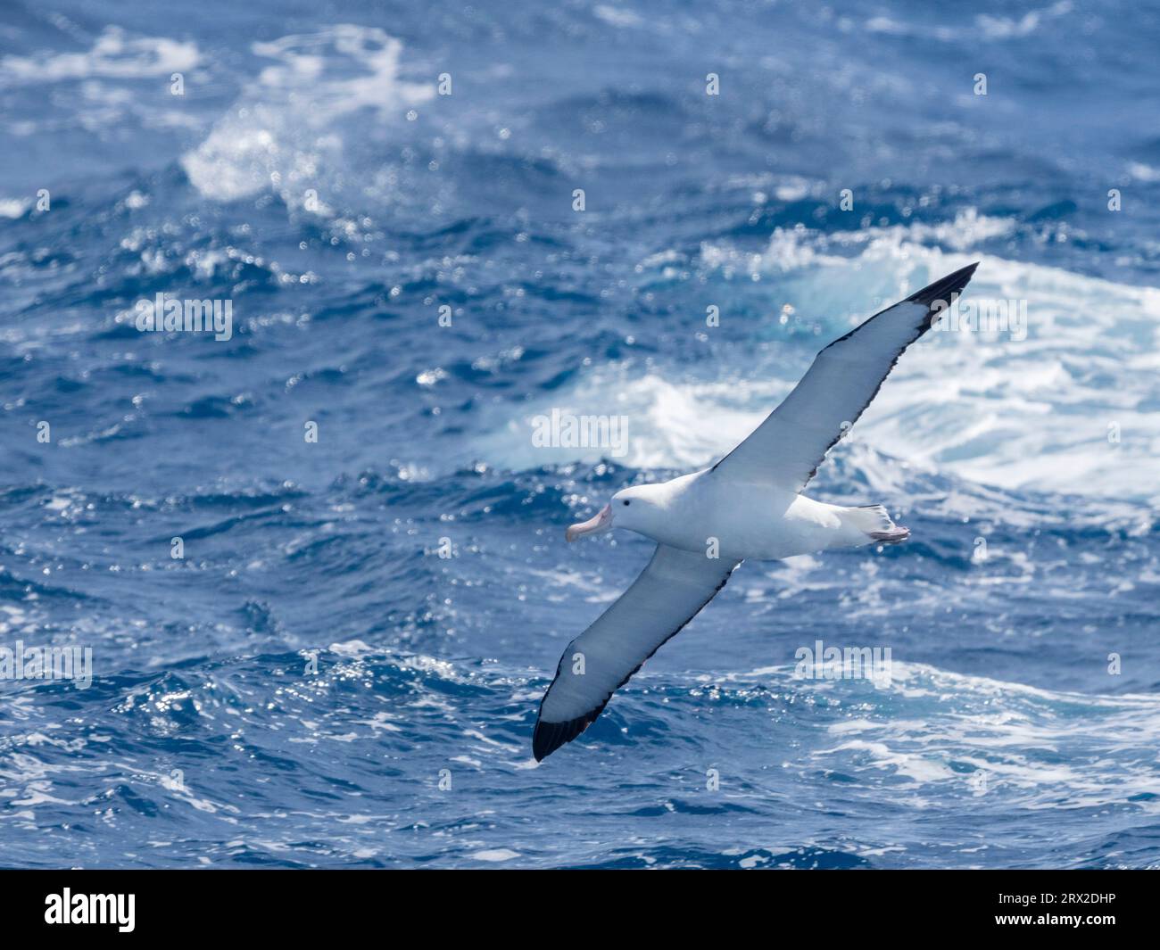 Un adulte errant albatros (Diomedea exulans) en vol dans le passage de Drake, Argentine, Amérique du Sud Banque D'Images