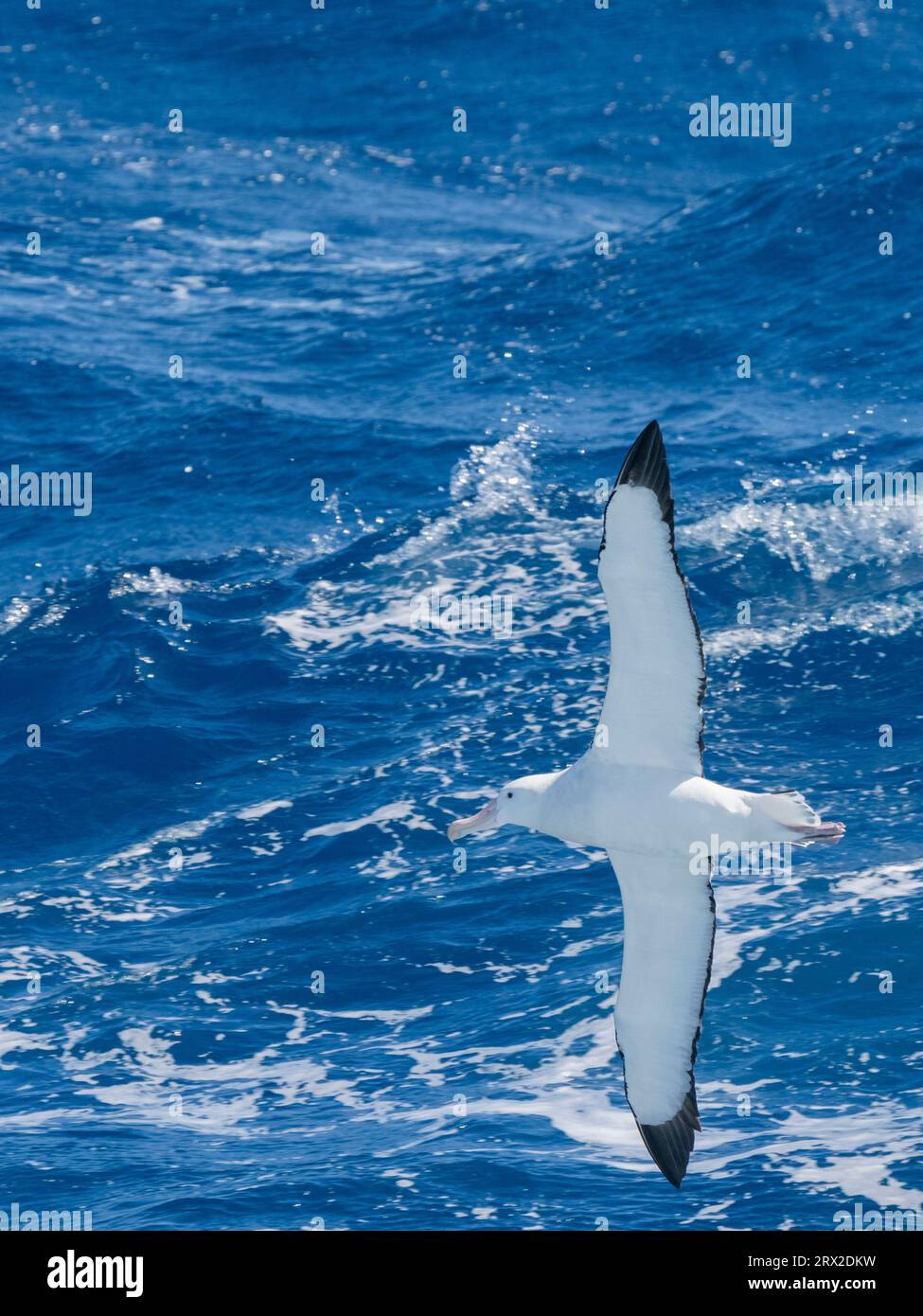 Un adulte albatros errant (Diomedea exulans) en vol dans le passage de Drake, Argentine, Amérique du Sud Banque D'Images