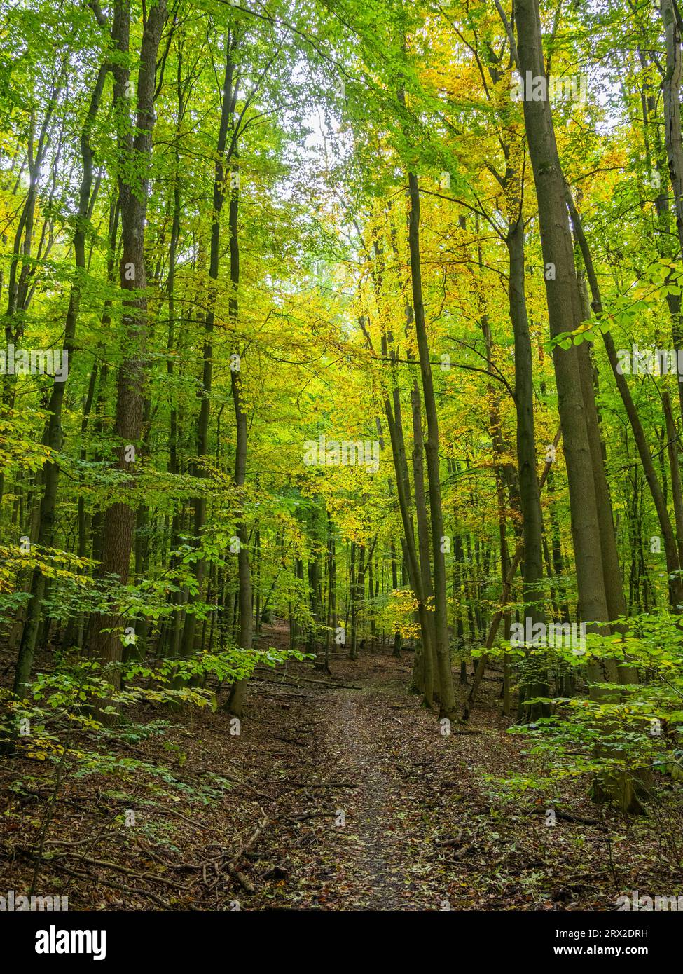 Couleurs d'automne au parc national de Hainich, une forêt de hêtres ancienne et primitive, Thuringe, Allemagne, Europe Banque D'Images