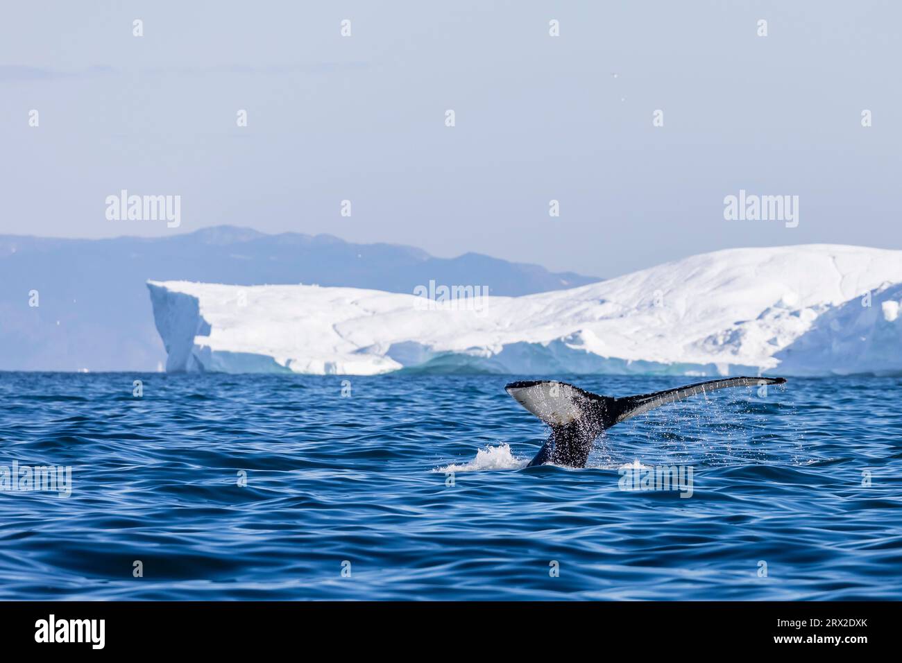 Une baleine à bosse adulte (Megaptera novaeangliae) plonge parmi les icebergs d'Ilulissat, Groenland occidental, régions polaires Banque D'Images