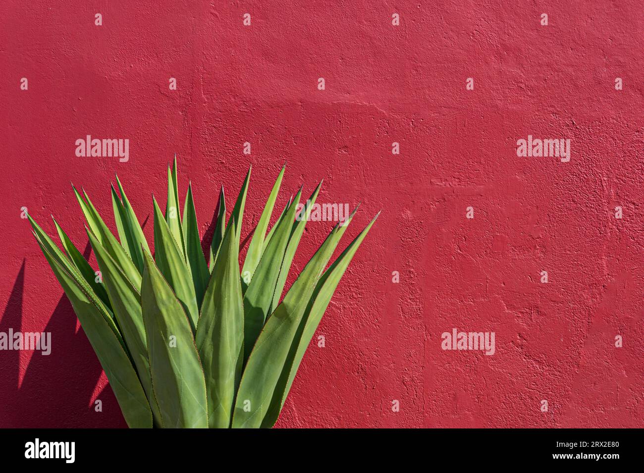 Plante Agave contre mur de stuc rouge Banque D'Images