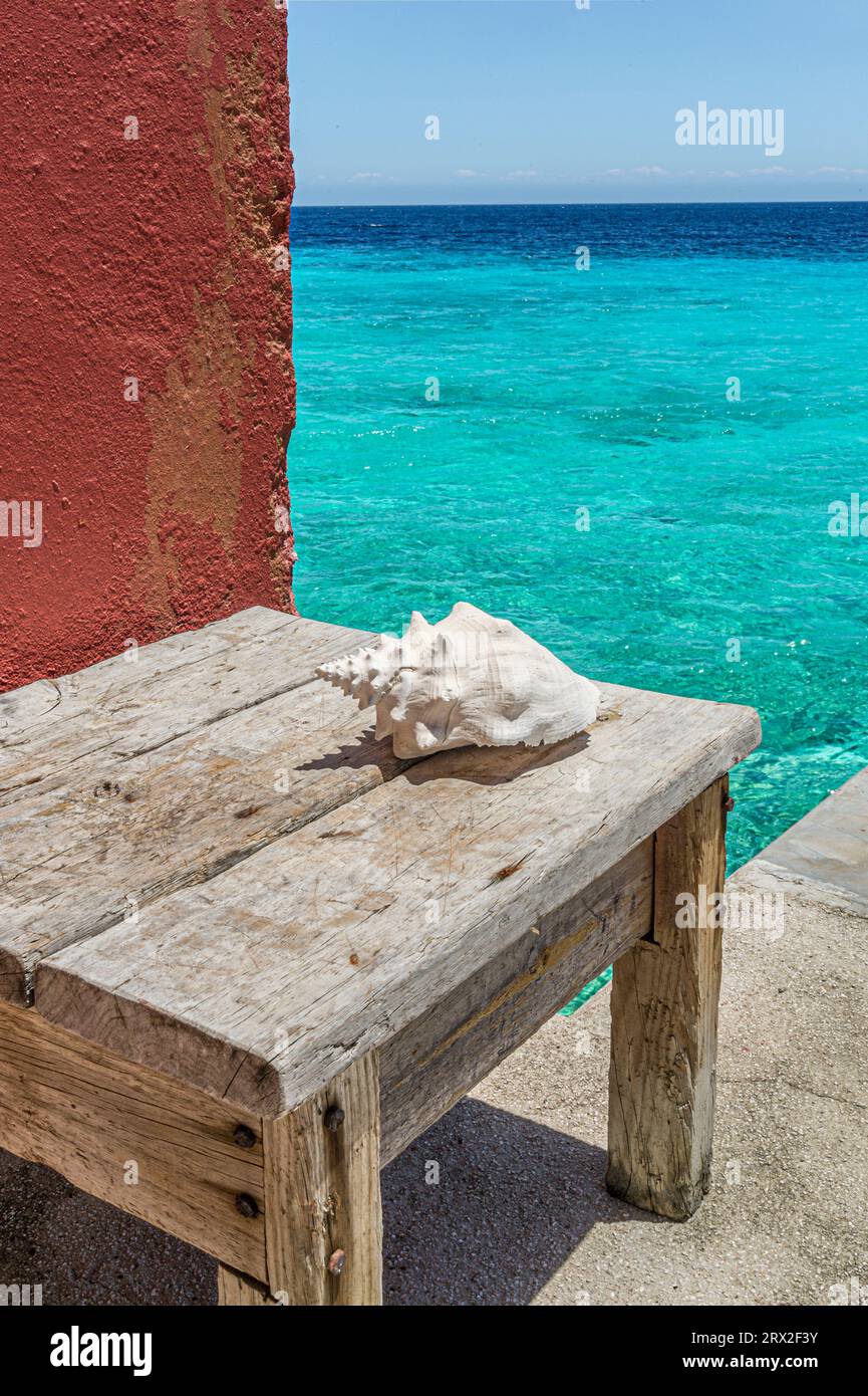 Coquille blanchie sur table altérée, Curaçao, Antilles néerlandaises, Caraïbes Banque D'Images