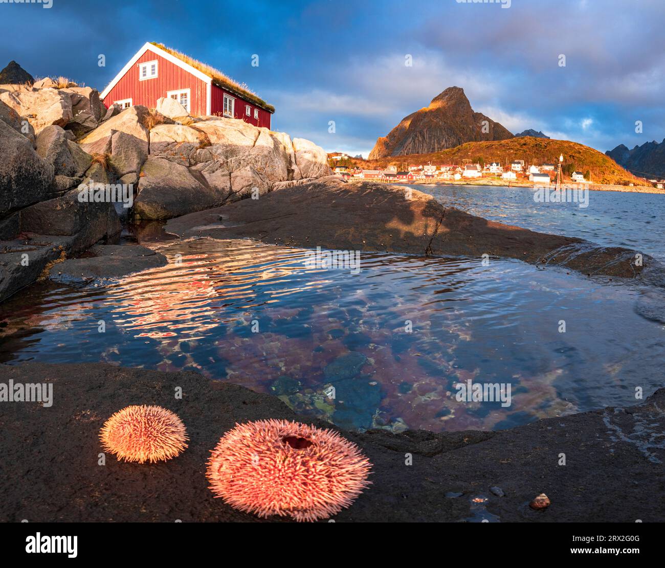 Anémones de mer colorées sur des rochers encadrant une cabane de pêcheur solitaire à l'aube, Reine, îles Lofoten, Nordland, Norvège, Scandinavie, Europe Banque D'Images
