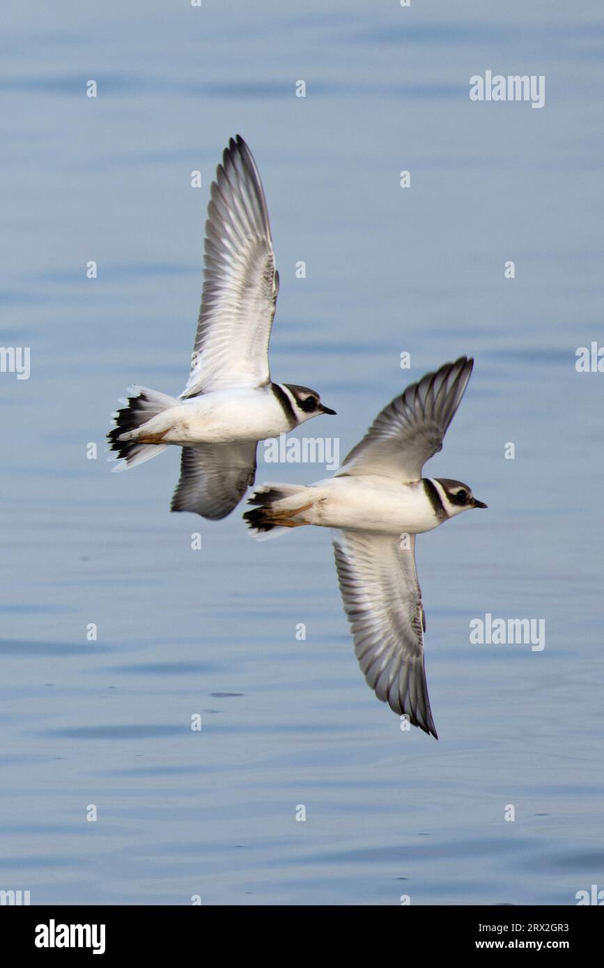 Pluvier annelé commun (Charadrius hiaticula)Norfolk Royaume-Uni septembre 2023 Banque D'Images