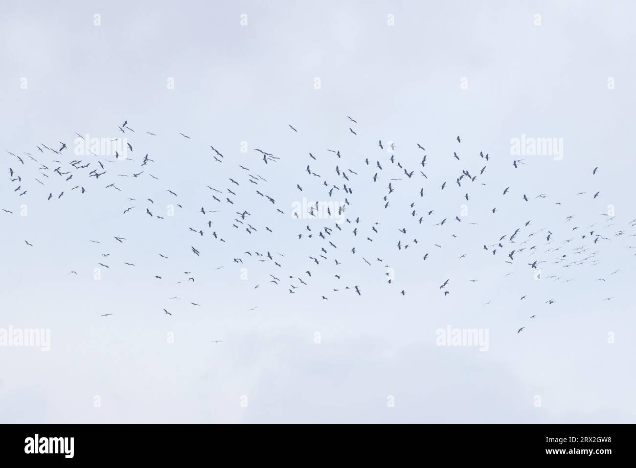 Cigogne blanche (Ciconia ciconia) migrant au-dessus de Pau France août 2023 Banque D'Images