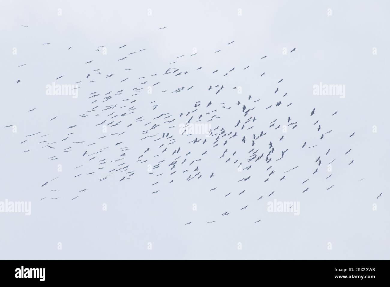 Cigogne blanche (Ciconia ciconia) migrant au-dessus de Pau France août 2023 Banque D'Images