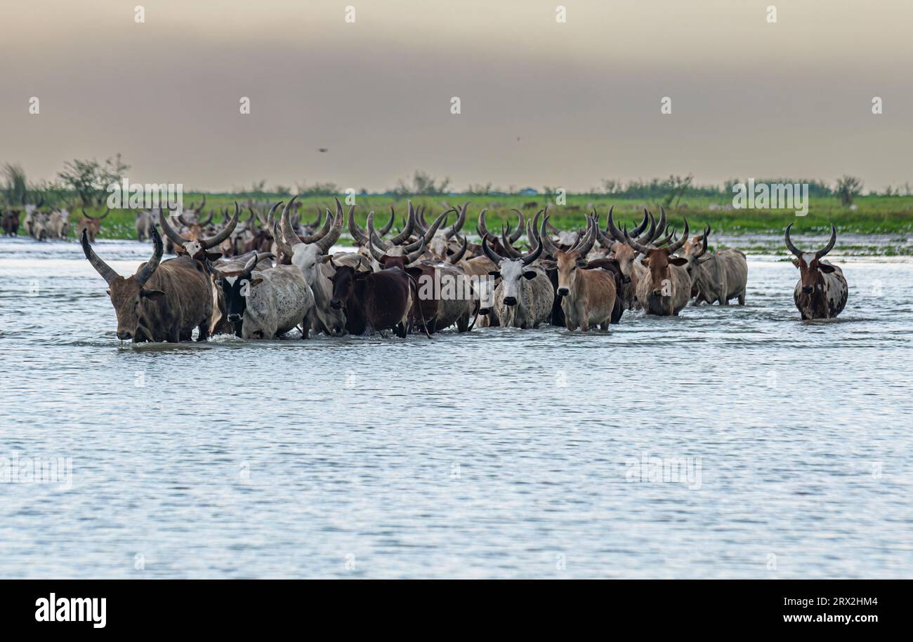 Troupeau de vaches marchant dans les eaux du lac Tchad, Tchad, Afrique Banque D'Images