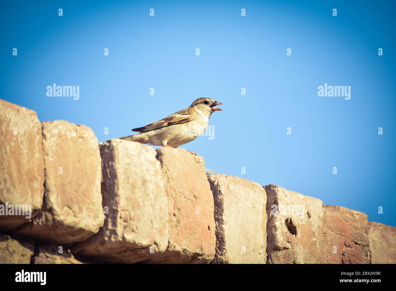 Portrait du moineau de l'arbre eurasien - passer montanus commun perchoir bird.House Moineau femelle chantant (passer domesticus) assis chantant sur le fil Banque D'Images