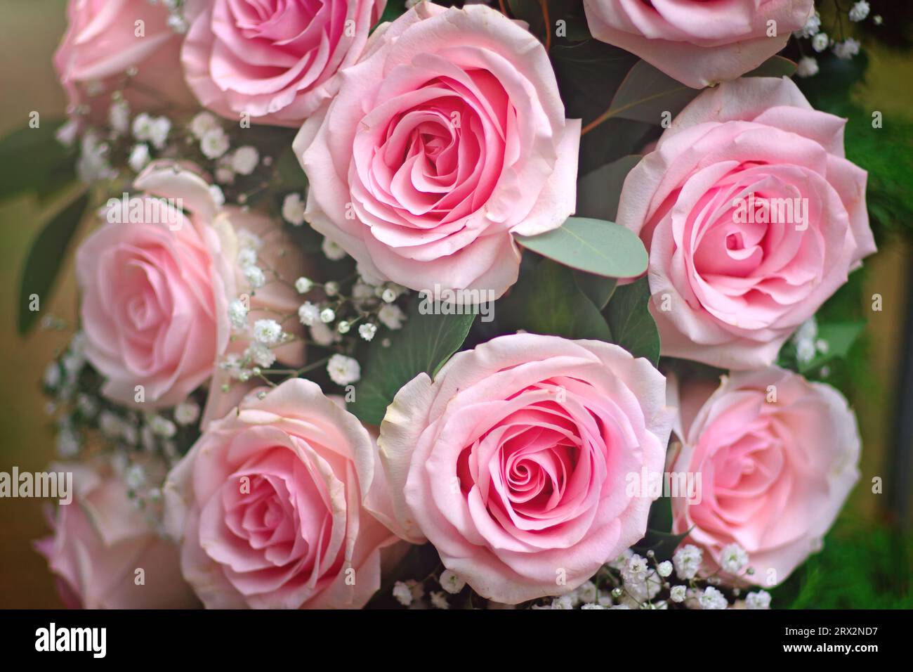 Beau bouquet rose rose gros plan. Banque D'Images