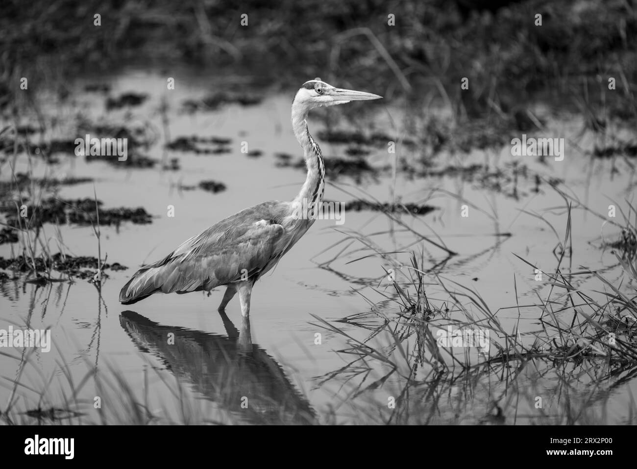 Le héron gris mono erre dans les eaux peu profondes Banque D'Images