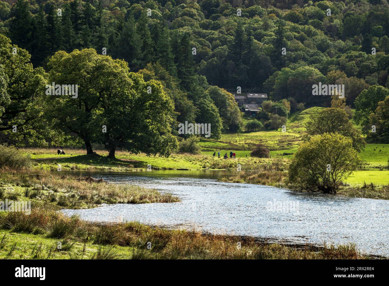 Scène tranquille près de l'eau Elter dans le Lake District National Park towrds Birk Rigg Park Coppice. Banque D'Images