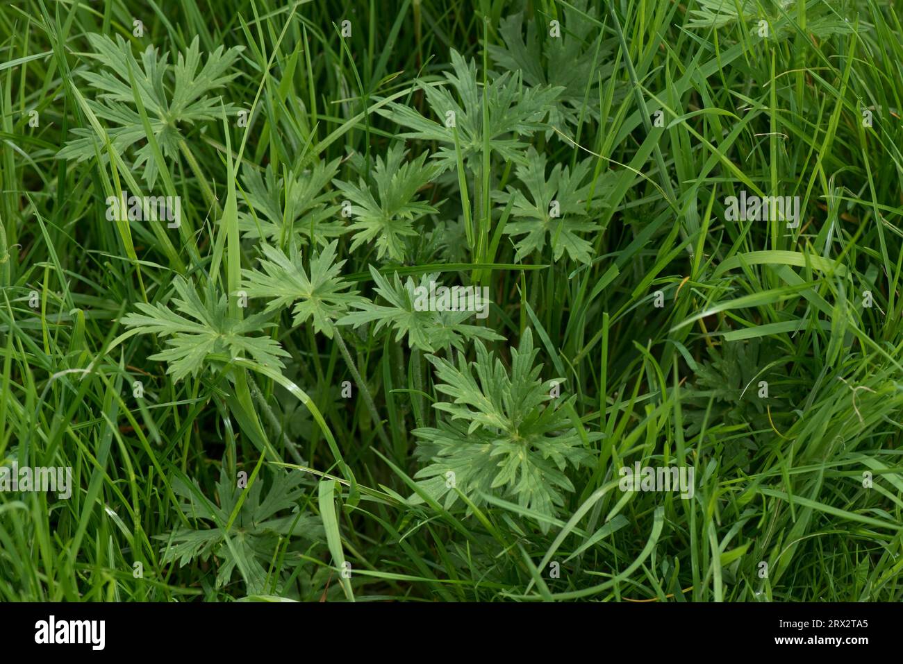 Feuilles de prairie, de buttercup commun ou de grande taille (Ranunculus acris) dans de vieilles herbes de pâturage avant la floraison, Berkshire, mai Banque D'Images