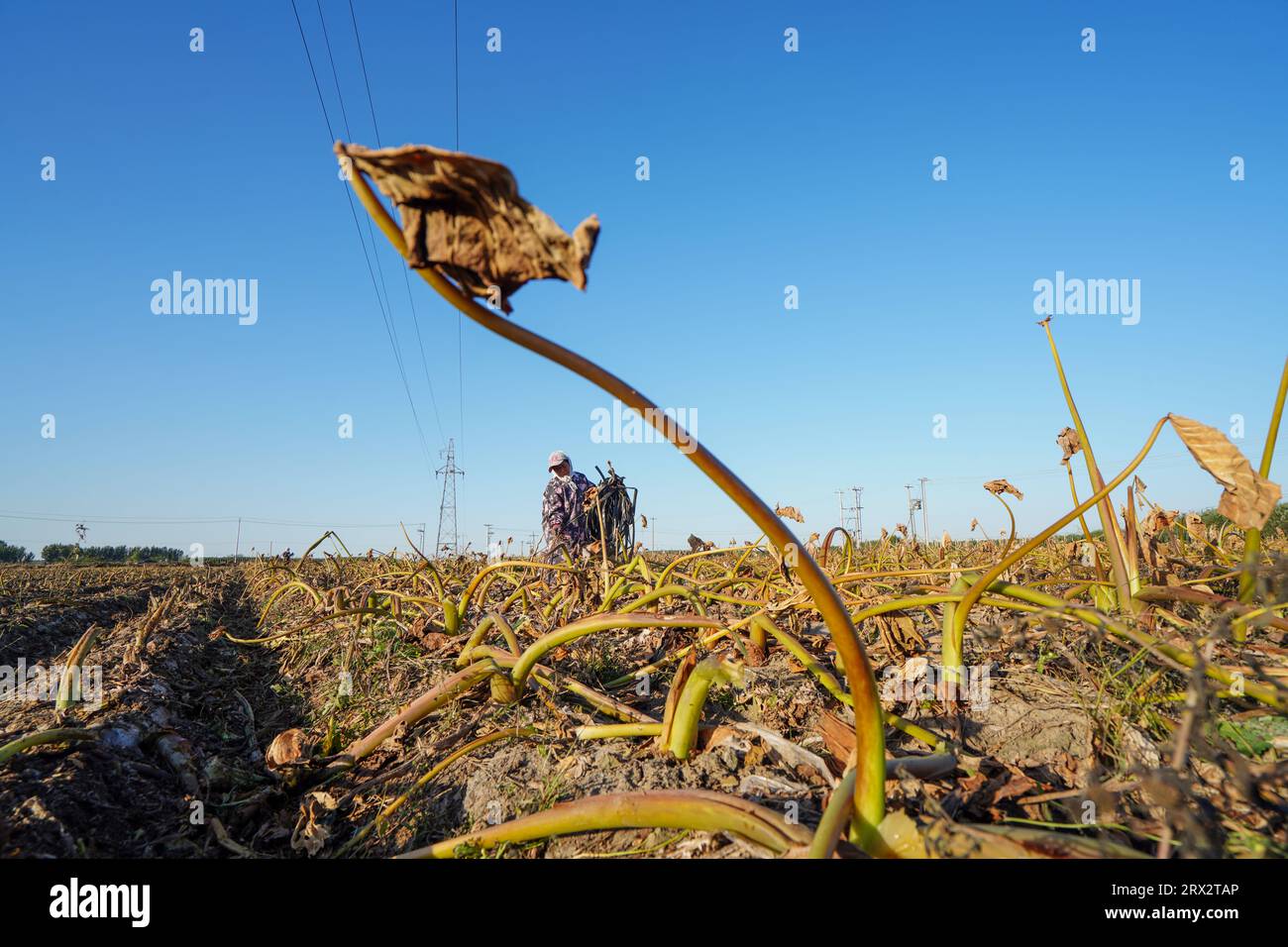 Comté de Luannan, Chine - 16 octobre 2022 : les agriculteurs récoltent le taro dans les champs, Comté de Luannan, province du Hebei, Chine Banque D'Images