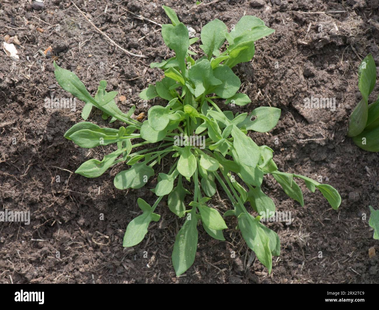 Oseille de mouton (Rumex acetosella) jeune plante herbacée vivace rosette à feuilles en forme de flèche, Berkshire, juin Banque D'Images