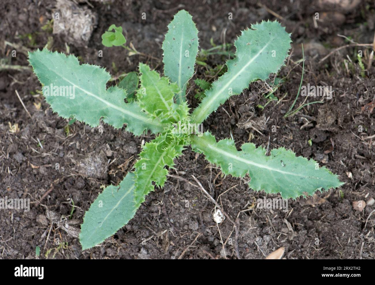 Chardon-mouche, chardon-mouche épineux, chardon-mouche rugueux (Sonchus asper) rosette de jeunes feuilles épineuses d'une plante herbacée annuelle ou bisannuelle dans un jardin Banque D'Images