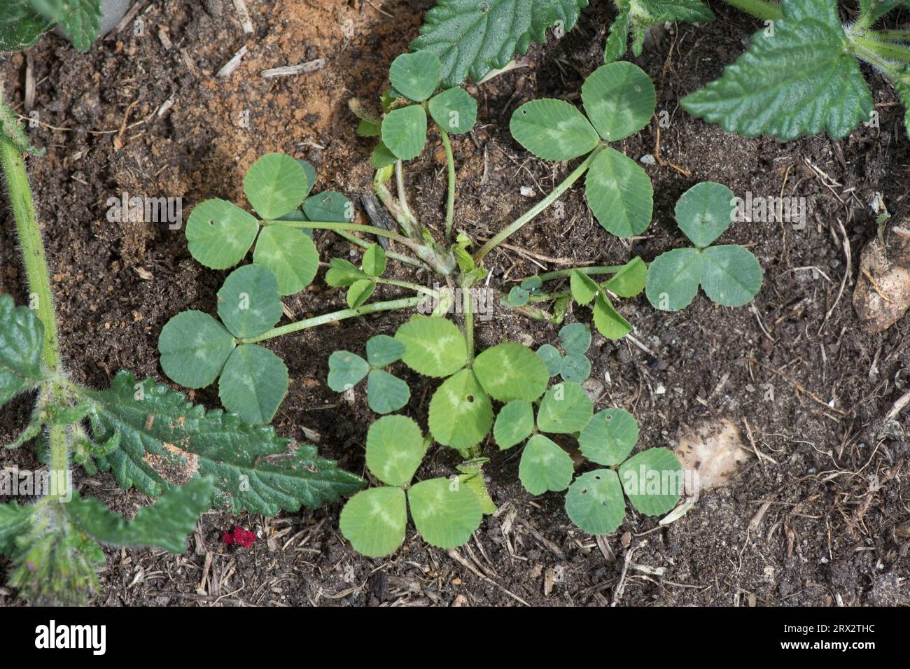 Trèfle blanc (Trifolium repens) rosette de feuilles sur une jeune plante herbacée vivace dans un parterre de fleurs de jardin, Berkshire, juin Banque D'Images