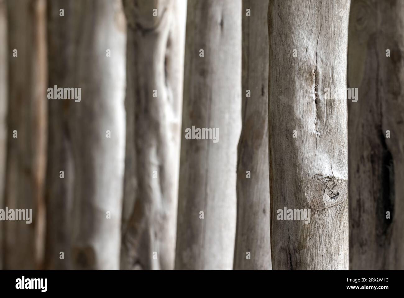 Construction en bois abstraite de bûches blanches dans une rangée, photo de fond avec mise au point sélective Banque D'Images