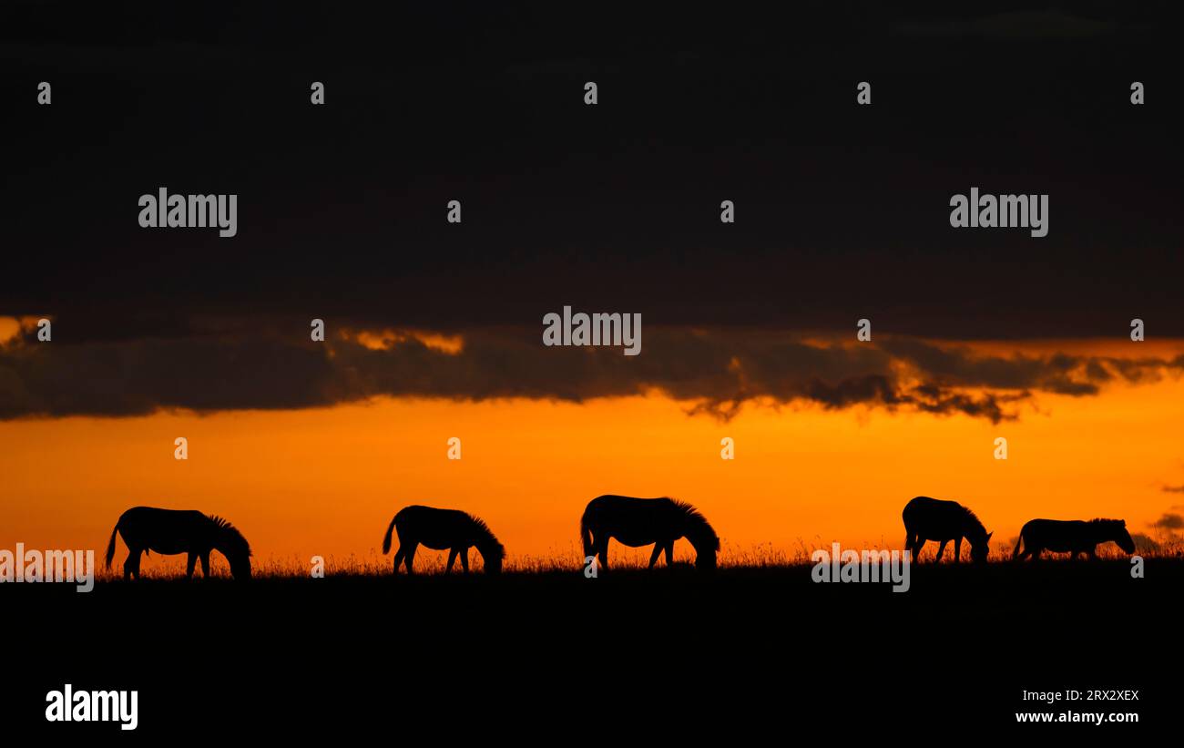 Zèbre des plaines au crépuscule (Equus Quagga), Maasai Mara, Mara Nord, Kenya, Afrique de l'est, Afrique Banque D'Images