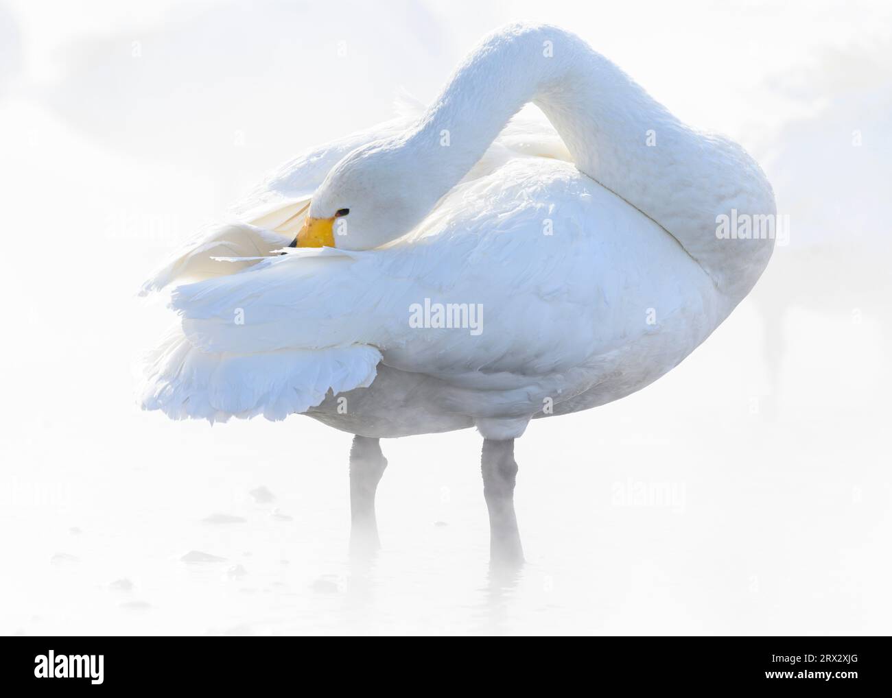 Cygne de Whooper (Cygnus cygnus), lac Kussaro, Hokkaido, Japon, Asie Banque D'Images