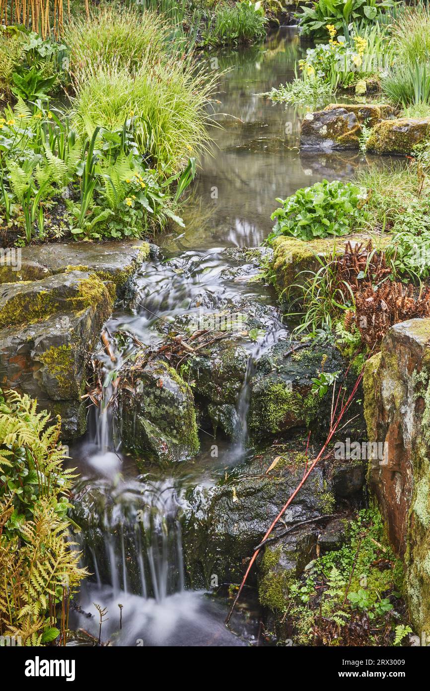 Un ruisseau ombragé bordé de plantes traverse le cœur du jardin, RHS Rosemoor Garden, Great Torrington, Devon, Angleterre, Royaume-Uni, Europe Banque D'Images
