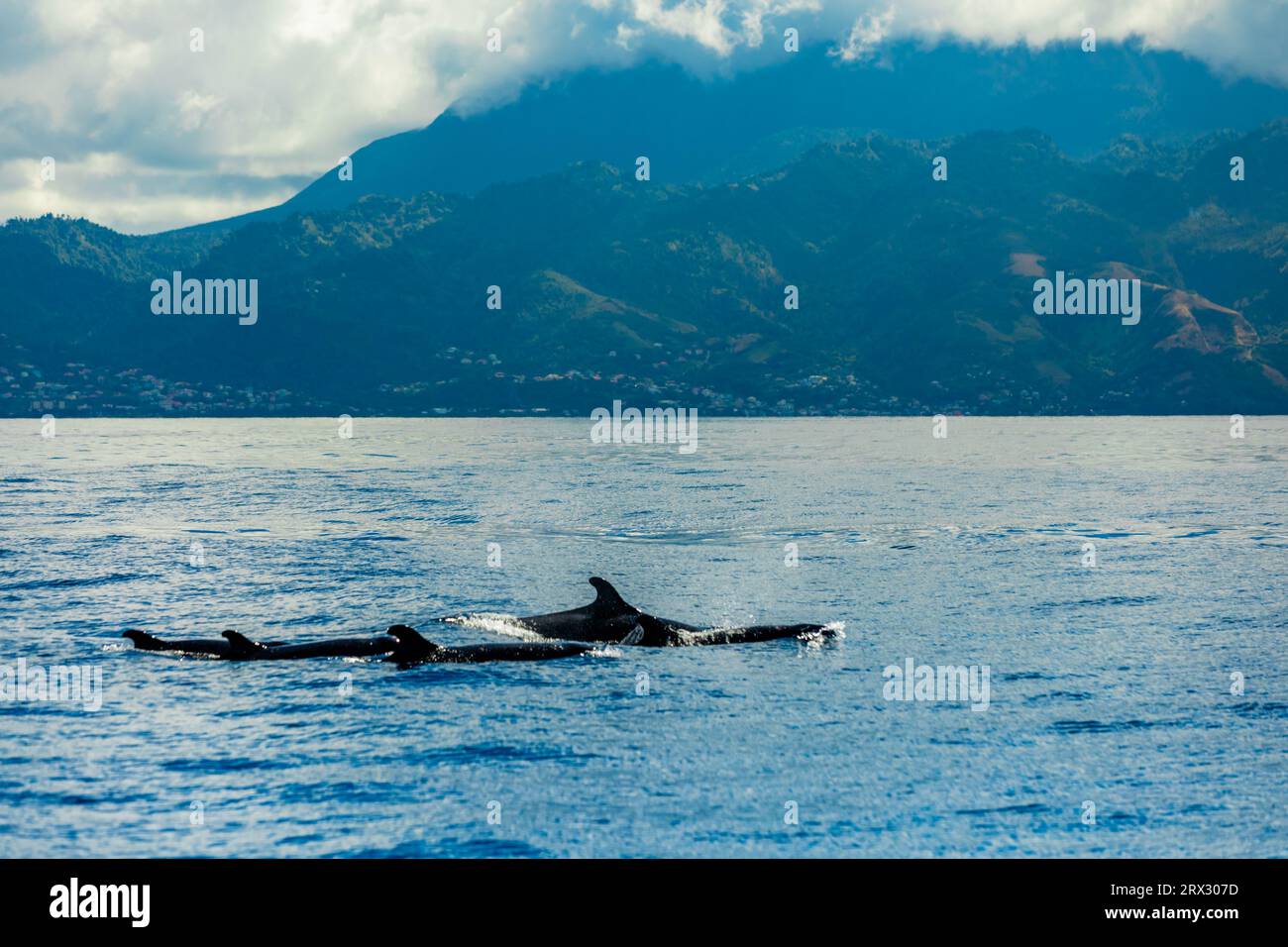 Eaux avec baleines, Dominique, Îles du vent, Antilles, Caraïbes, Amérique centrale Banque D'Images