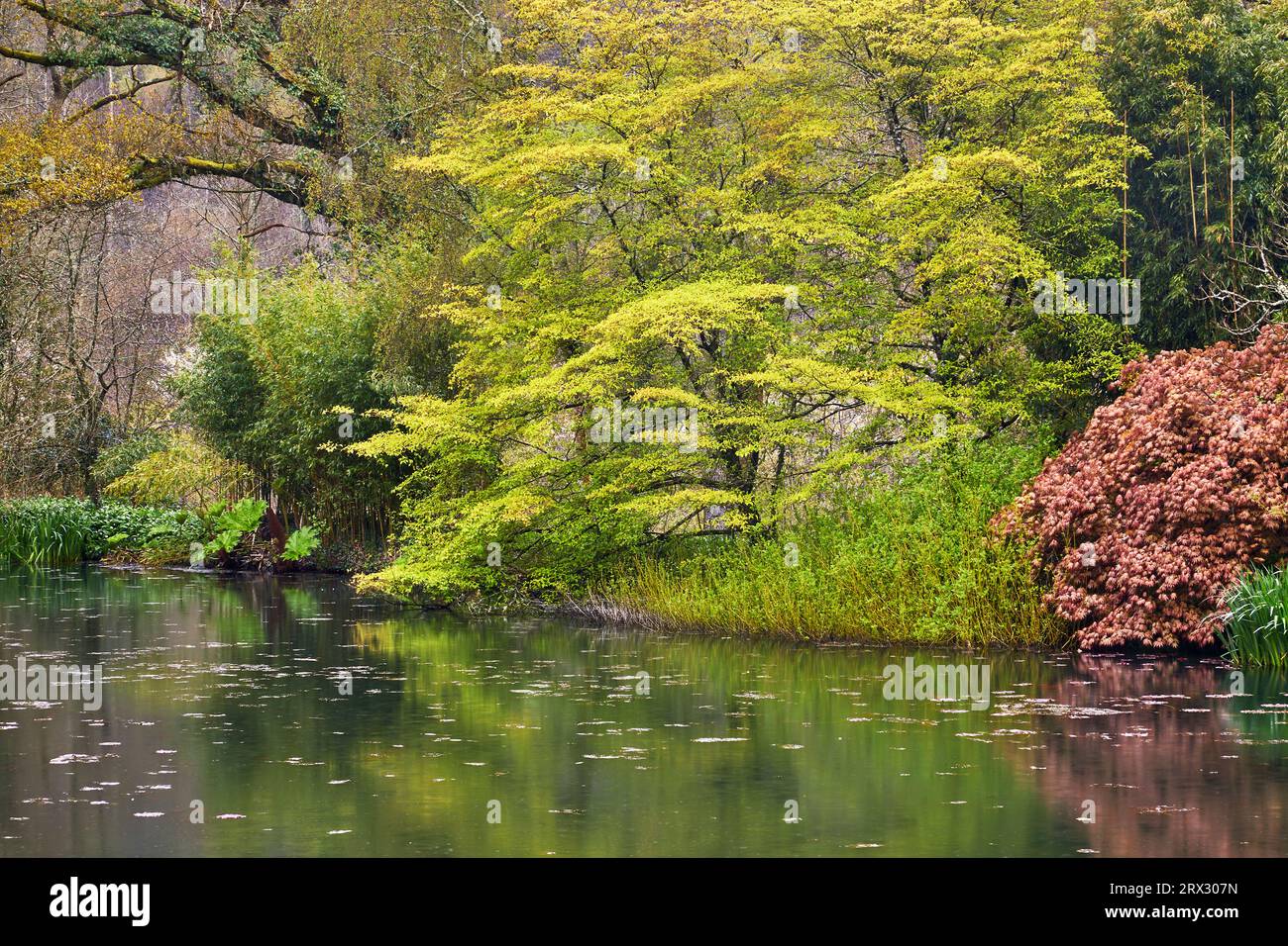 Une vue printanière du lac au RHS Rosemoor Garden, près de Great Torrington, Devon, Angleterre, Royaume-Uni, Europe Banque D'Images