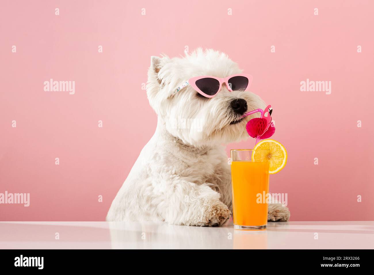 Chien blanc West Highland terrier blanc, buvant du jus pendant les vacances d'été. Photo de haute qualité Banque D'Images