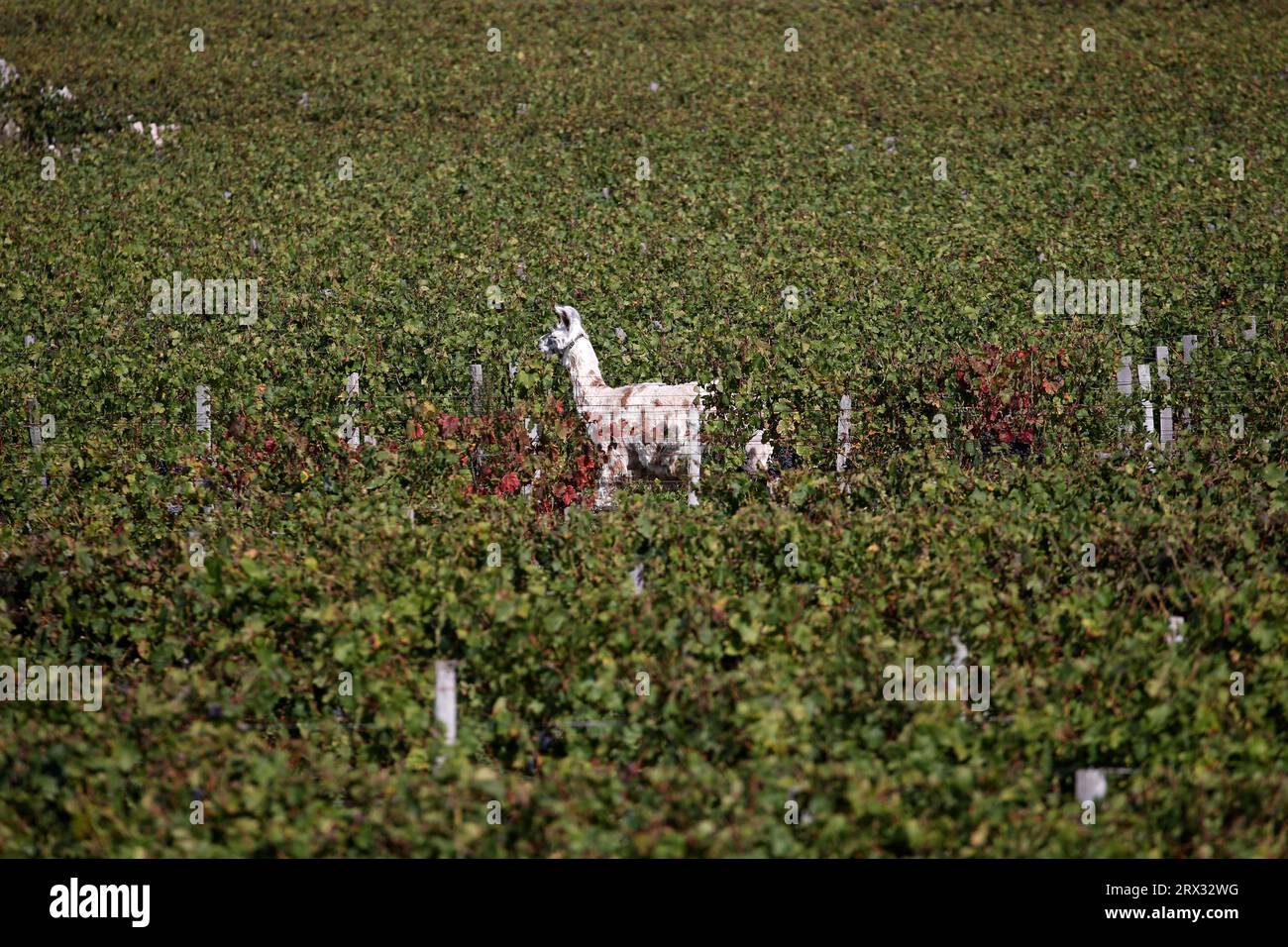 Bordeaux, France. 22 septembre 2023. Un lama nommé Lee se promène dans les vignes au Château Smith Haut Lafitte, un Grand cru classé de graves, vendredi 22 septembre 2023 à Martillac, en dehors de Bordeaux, Sud-Ouest de la France. Photo de Bob Edme/Pool/ABACAPRESS.COM crédit : Abaca Press/Alamy Live News Banque D'Images