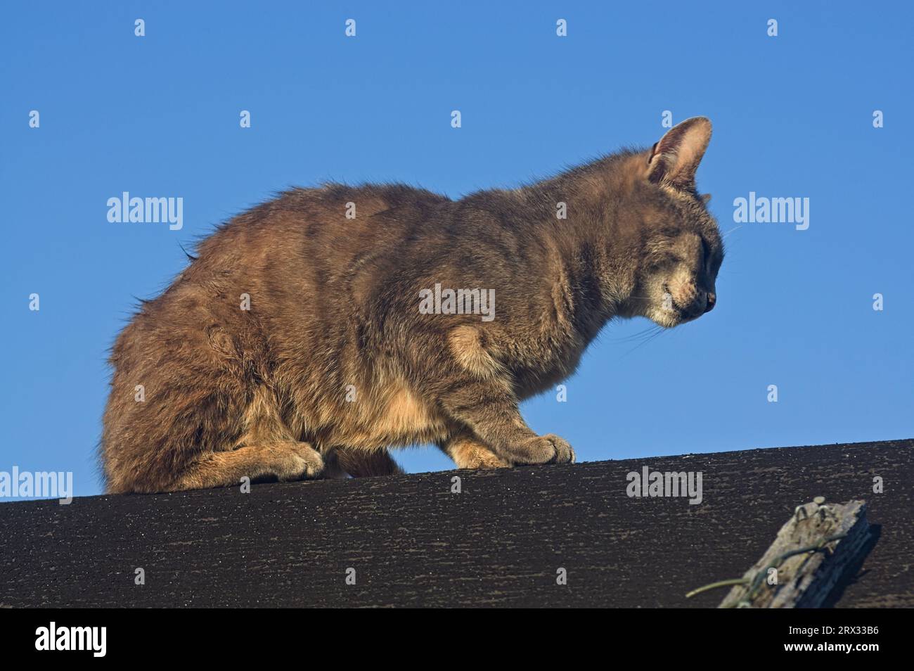 Chat tabby assis sur un toit de cabanon avec un ciel bleu en arrière-plan Banque D'Images