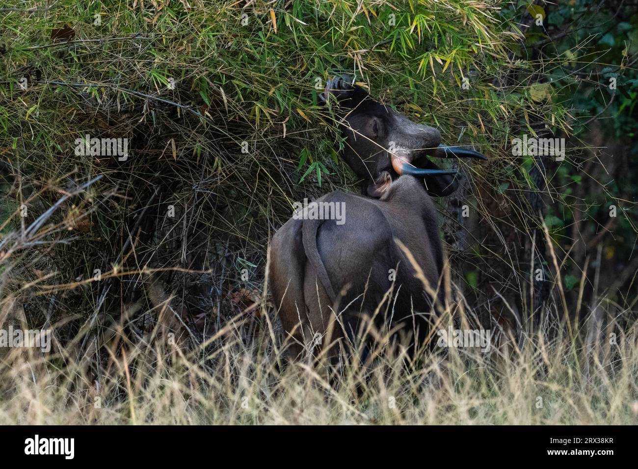 Gaur indien (Bos gaurus), Parc national de Bandhavgarh, Madhya Pradesh, Inde, Asie Banque D'Images